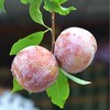 脆红李500g 商品缩略图3