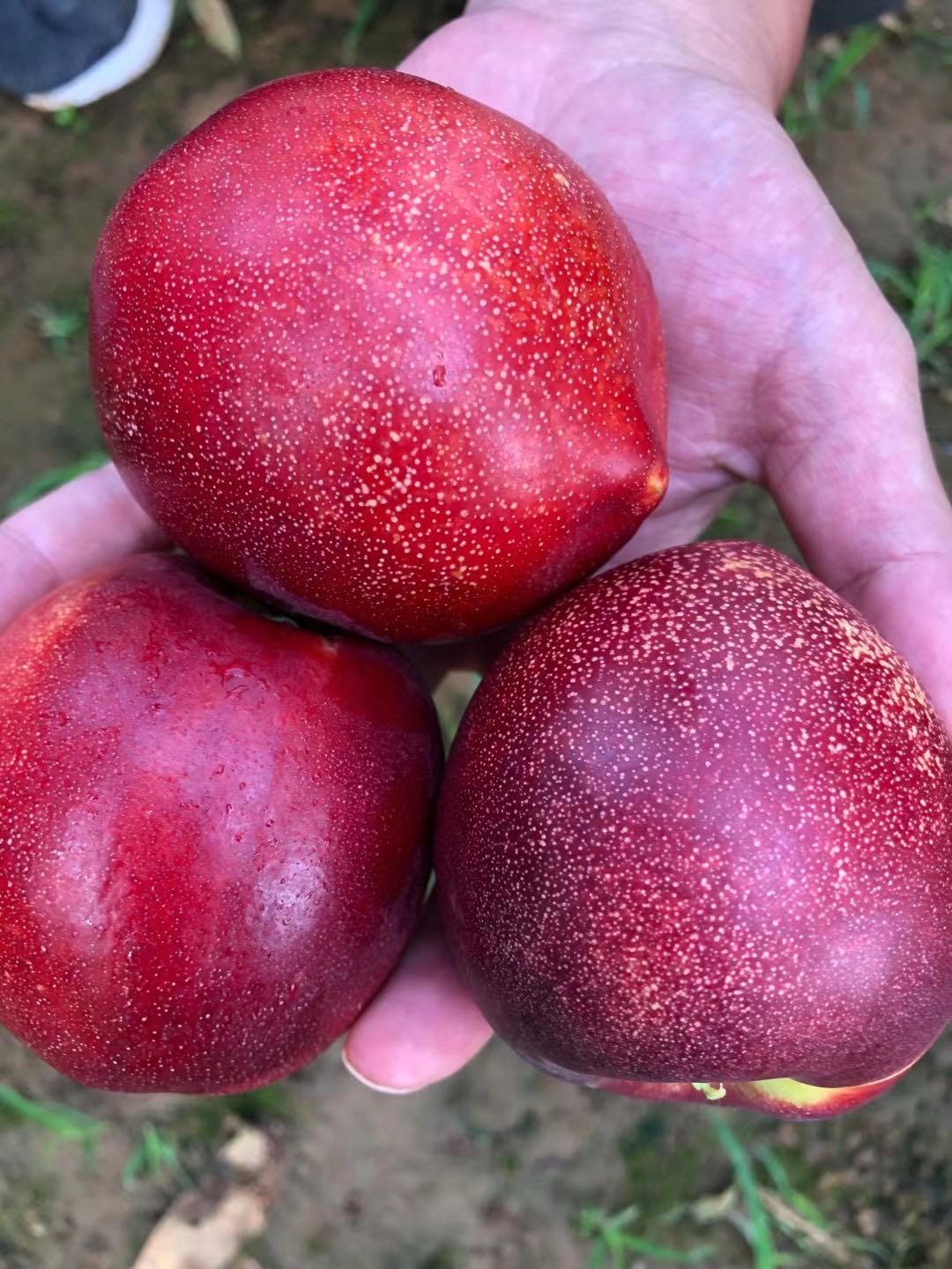 山东 麻点红油桃