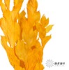 永生花材 | 桔叶橙色 商品缩略图2