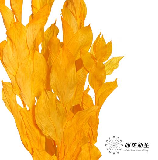 永生花材 | 桔叶橙色 商品图2