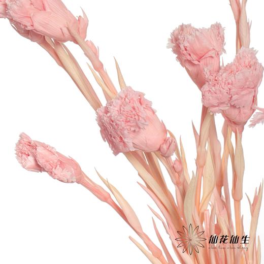 永生花材 | 康乃馨粉 商品图3