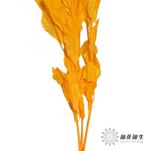 永生花材 | 桔叶橙色 商品图3