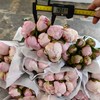 进口品种Gardenia栀子芍药花 商品缩略图4