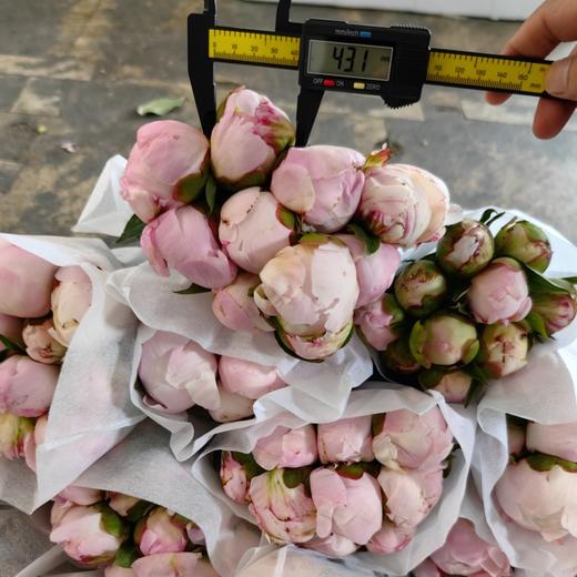 进口品种Gardenia栀子芍药花 商品图4