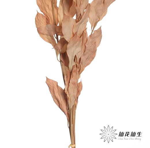 永生花材 | 桔叶咖色 商品图2