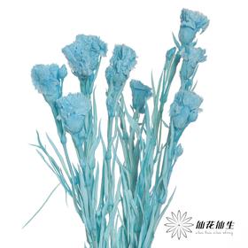 永生花材 | 康乃馨蓝