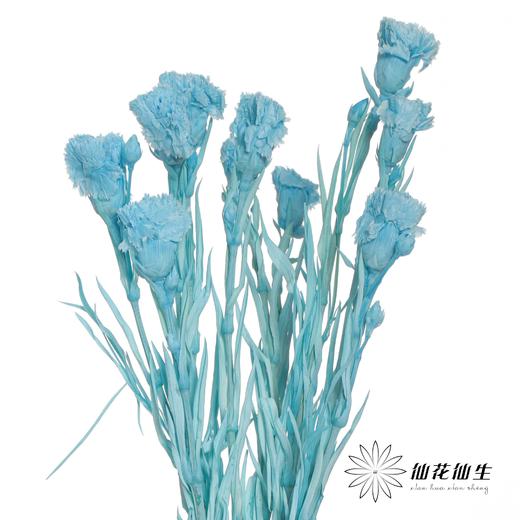 永生花材 | 康乃馨蓝 商品图0