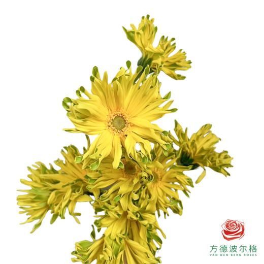 外购非洲菊-堪培拉 商品图2