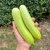 每日现摘  农家贵妃黄瓜  娇嫩鲜脆  味浓爽口   汁水充足   适合生吃  1斤 商品缩略图2