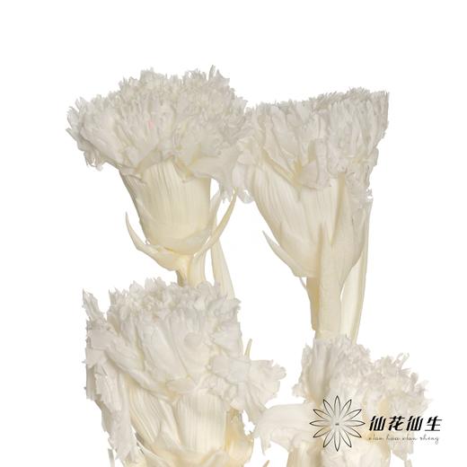 永生花材 | 康乃馨白 商品图2