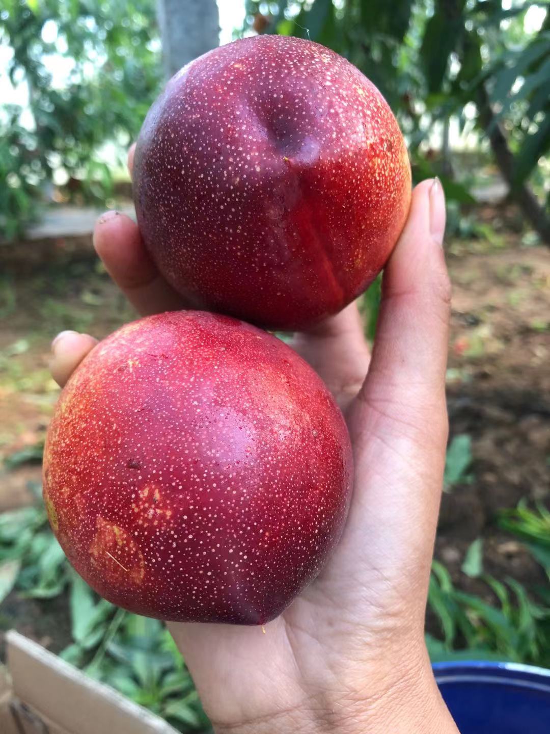 山东 麻点红油桃