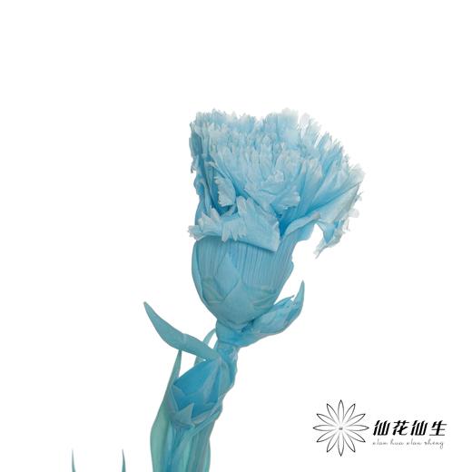永生花材 | 康乃馨蓝 商品图1
