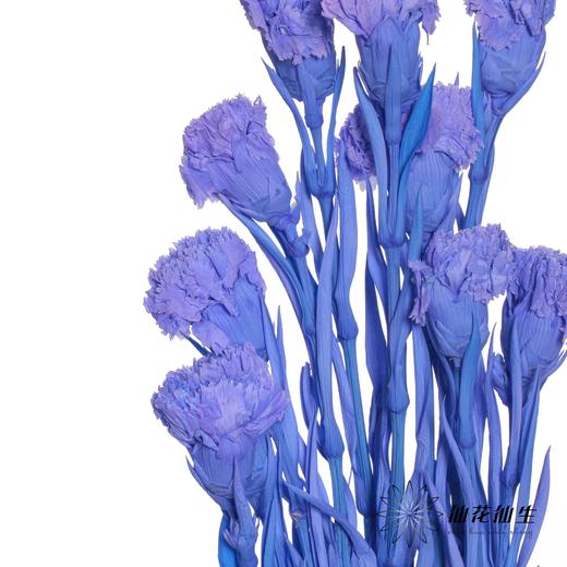 永生花材 | 康乃馨紫 商品图1