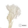 永生花材 | 康乃馨白 商品缩略图3