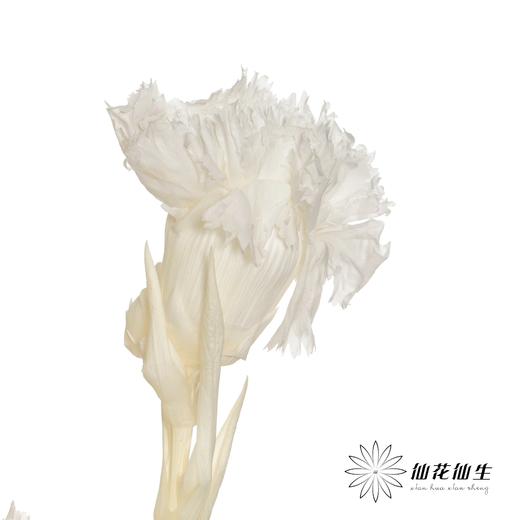 永生花材 | 康乃馨白 商品图3