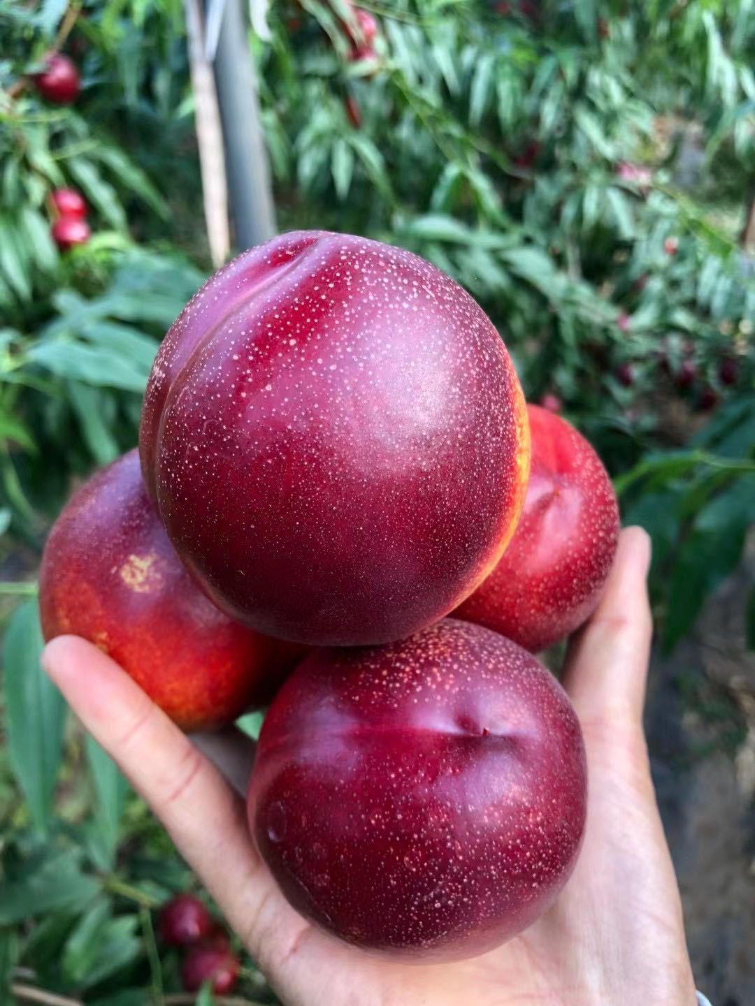 山东 麻点红油桃