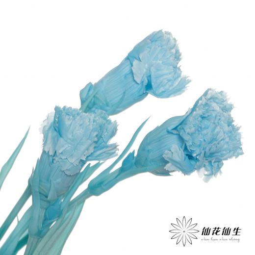 永生花材 | 康乃馨蓝 商品图2