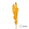永生花材 | 桔叶橙色 商品缩略图1