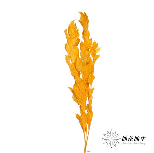 永生花材 | 桔叶橙色 商品图1