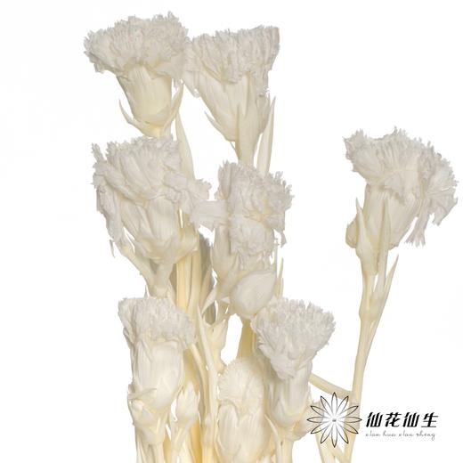 永生花材 | 康乃馨白 商品图0