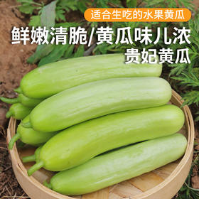 每日现摘  农家贵妃黄瓜  娇嫩鲜脆  味浓爽口   汁水充足   适合生吃  1斤