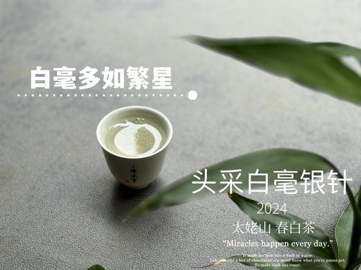 【白茶礼盒装】2024头采白毫银针，鲜、嫩、爽、滑，怎一个“嫩”字了得？ 商品图11