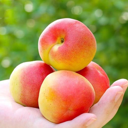 彩虹杏450g 商品图2