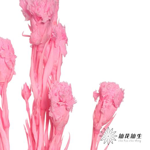 永生花材 | 康乃馨亮粉 商品图2