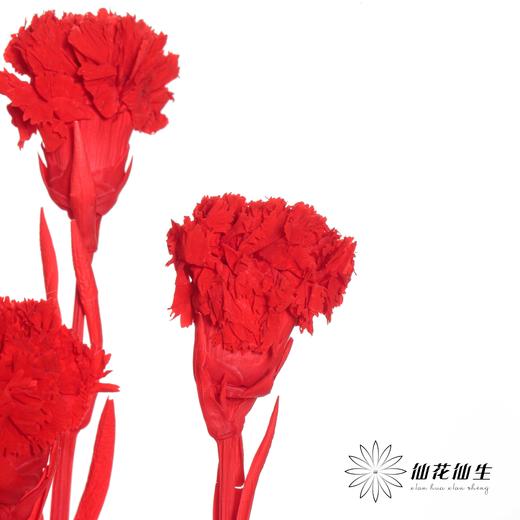 永生花材 | 康乃馨红 商品图2