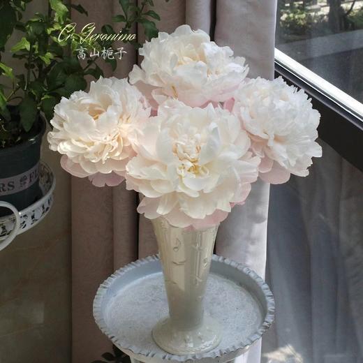进口品种Gardenia栀子芍药花 商品图7