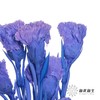 永生花材 | 康乃馨紫 商品缩略图2