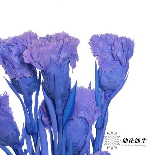永生花材 | 康乃馨紫 商品图2
