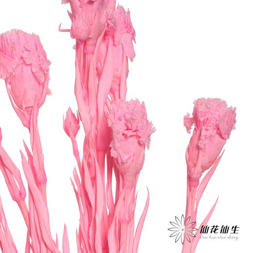 永生花材 | 康乃馨亮粉 商品图4