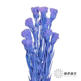 永生花材 | 康乃馨紫
