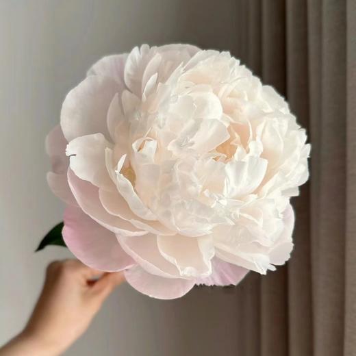 进口品种Gardenia栀子芍药花 商品图6