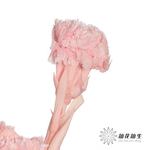 永生花材 | 康乃馨粉 商品图2