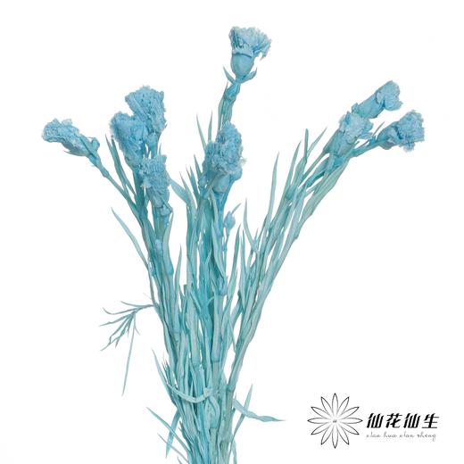 永生花材 | 康乃馨蓝 商品图3
