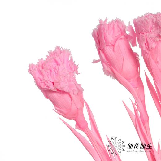 永生花材 | 康乃馨亮粉 商品图1