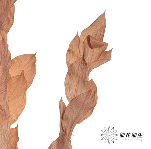 永生花材 | 桔叶咖色 商品图3