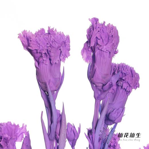 永生花材 | 康乃馨粉紫 商品图3