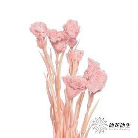 永生花材 | 康乃馨粉
