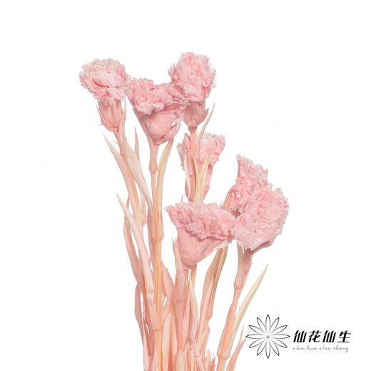 永生花材 | 康乃馨粉 商品图0