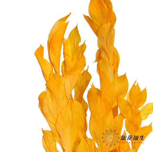 永生花材 | 桔叶橙色 商品图0