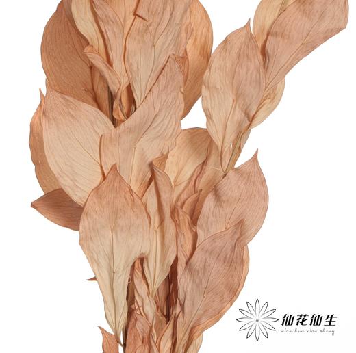 永生花材 | 桔叶咖色 商品图0