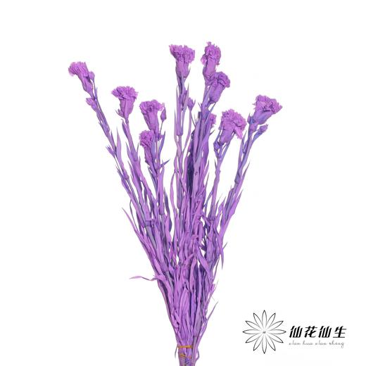 永生花材 | 康乃馨粉紫 商品图0