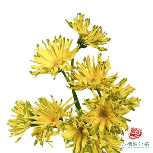 外购非洲菊-堪培拉 商品图1