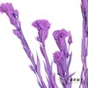 永生花材 | 康乃馨粉紫 商品缩略图1