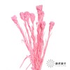 永生花材 | 康乃馨亮粉 商品缩略图0