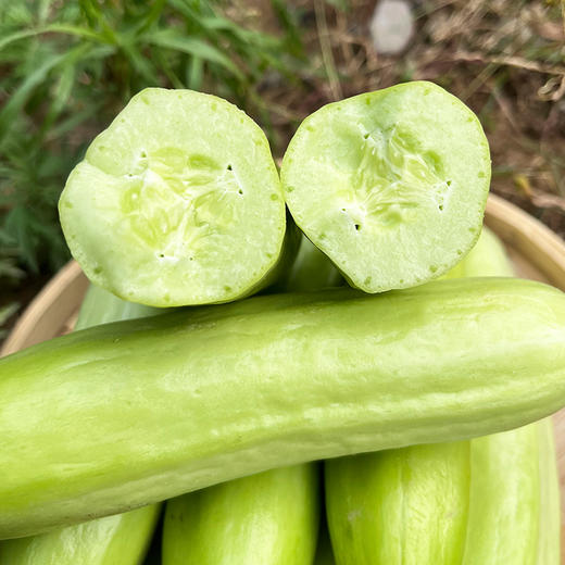 每日现摘  农家贵妃黄瓜  娇嫩鲜脆  味浓爽口   汁水充足   适合生吃  1斤 商品图1
