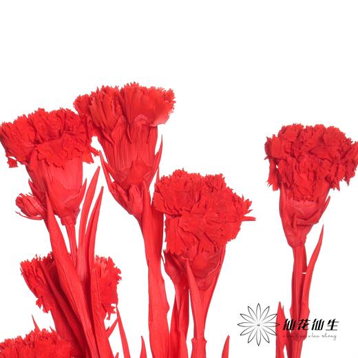 永生花材 | 康乃馨红 商品图0